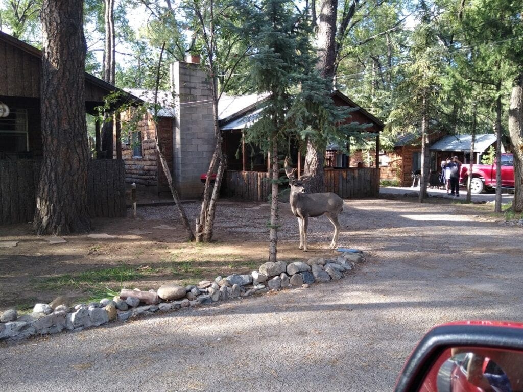 A deer walking down the street in front of some houses.